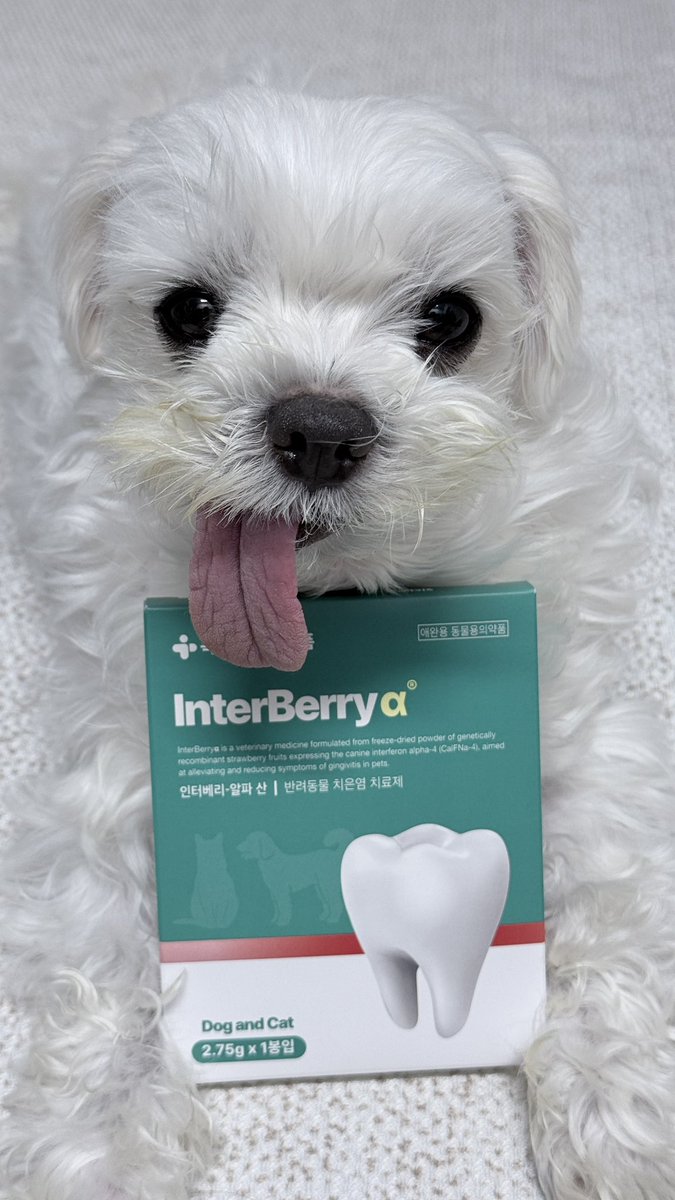 인터베리알파

약품 구경하다가 본 것
의약외품이 아니고 의약품이라고..?!!
딸기에 유전자를 주입 어쩌고라고..?!!
밤새 정체가 뭔지 검색해보다 지피티 때려보고
일단 사옴🐶
후기 보니 주로 치주염이 심한 노견이 많이 사용하던데
우주는 혀에 늘 덮혀있는 아랫니가 신경쓰여서
함 써보겠읍니다.