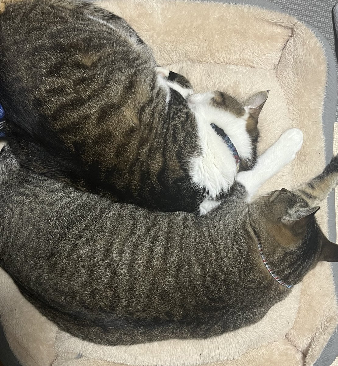RepiLepi's tweet photo. 猫用で寝るの久しぶりだね https://t.co/mZdWJ99HxN