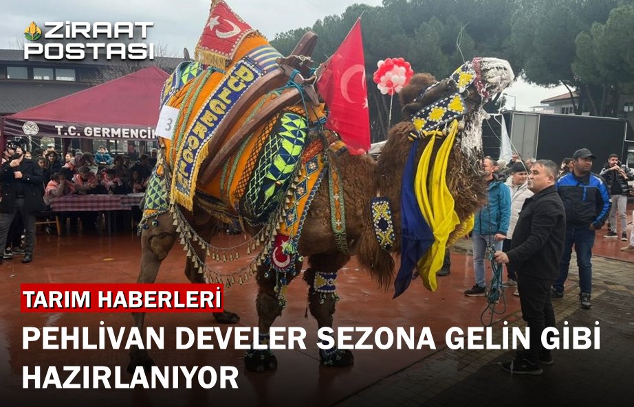 osmanyorulmaz's tweet image. 🐪 #Deve güreşi sezonu öncesi #Aydın&apos;lı saraçlarda yoğunluk artarken, bir deveyi süslemenin maliyeti 30 bin TL’ye kadar çıkıyor. Detaylar için 👇👇👇
ziraatpostasi.com.tr/milyonluk-deve…