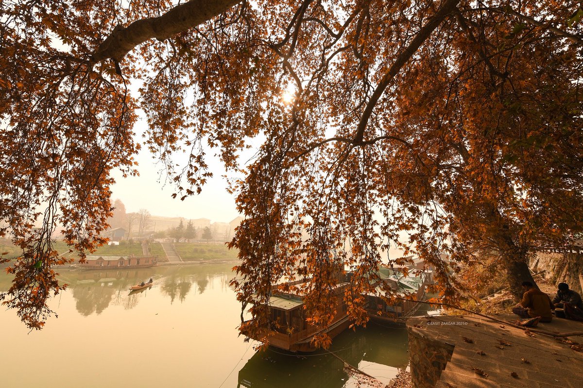 Golden chinar leaves grace the banks of the Jehlum, painting autumn's warmth along the river's edge