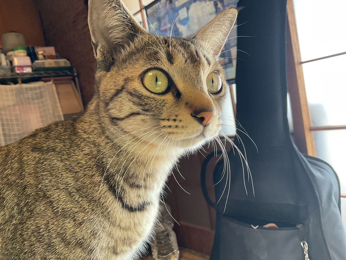 retrobaragit's tweet image. 明日はいよいよ本番です 😌
パーマーズとチャリ音で出ます ♫
アタマの中が とっ散らかってますが、まぁ実力以上のモノは出て来ないので開き直りましょう🤣

おニャすみバハハイ🐏💤
#ネコ  #キジトラ  #ノスタルジックナイト  #足利BBC