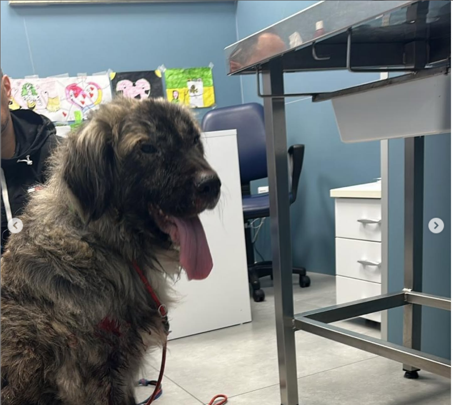 zampa_qua's tweet photo. URGENTE🆘🆘🆘🆘🆘☎️3286233567🐕Insegnami a sognare non so come si fa"POCHE PAROLE DIRETTE E OMISSIONE DI SOCCORSO❌❌❌ PUPO la sua sofferenza,nei soi occhi 😔soccorso immediatamente ,portato in clinica, facciamo un miracolo STALLO o ADOZIONE  #4voiceless 🙏 https://t.co/di1NSIOwiV