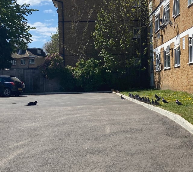 ced_jayy's tweet image. the sheer drama of this standoff has made my day