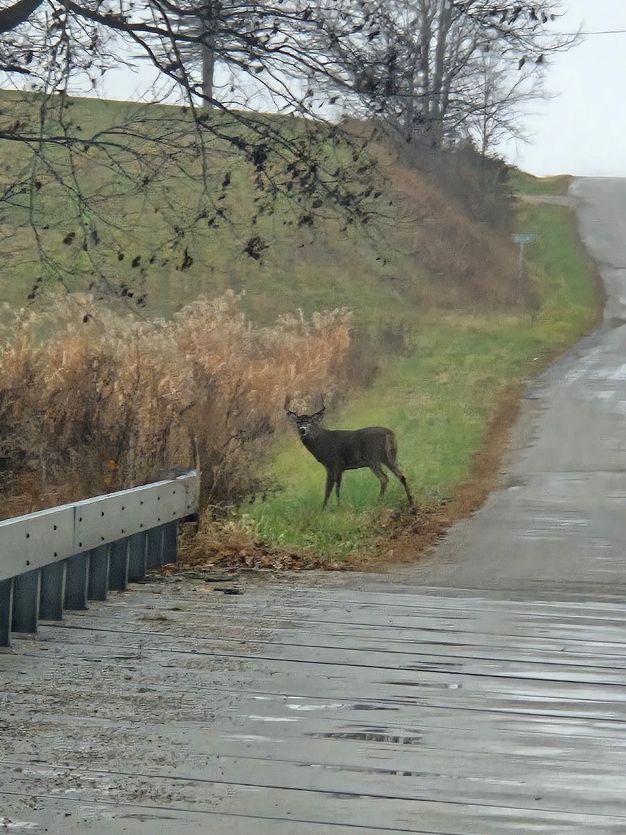 sumtimesfrailey's tweet image. First day of gun season.  Bro is running for his life.
#RunningMan