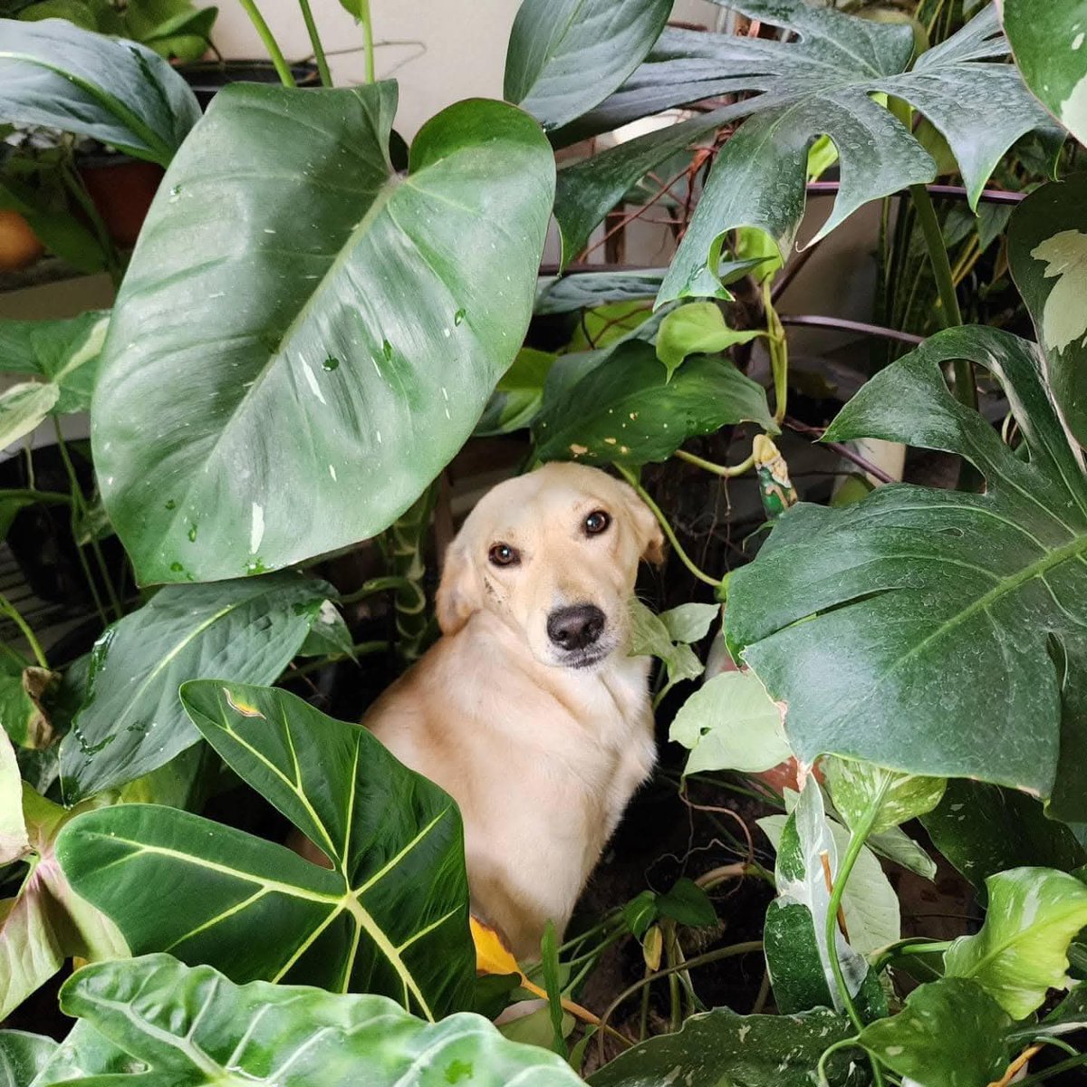 Salio una nueva plantita en el jardin.