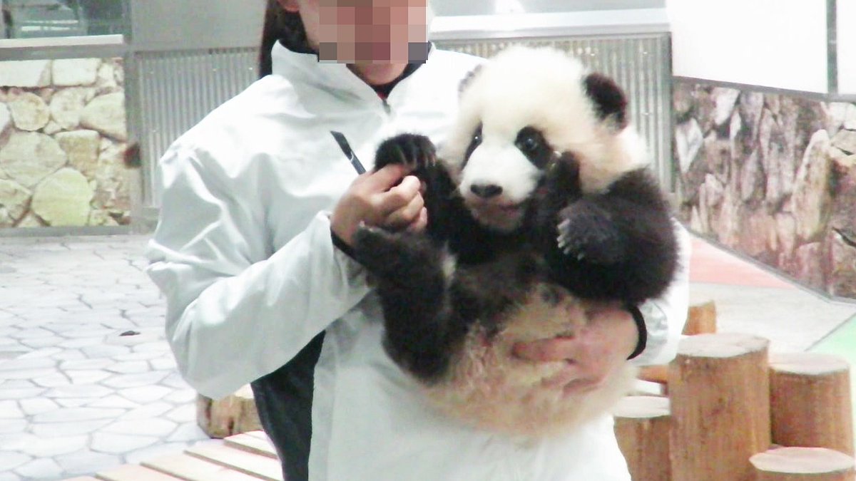 PANDA_KENJI_NEWS (@PANDA_KENJ2) / Posts / X