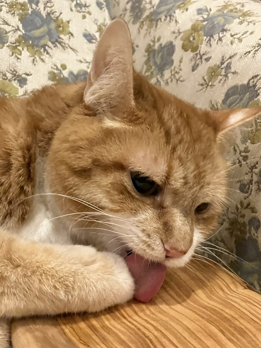 オリーブの木と指、どっちを食べたいのか？