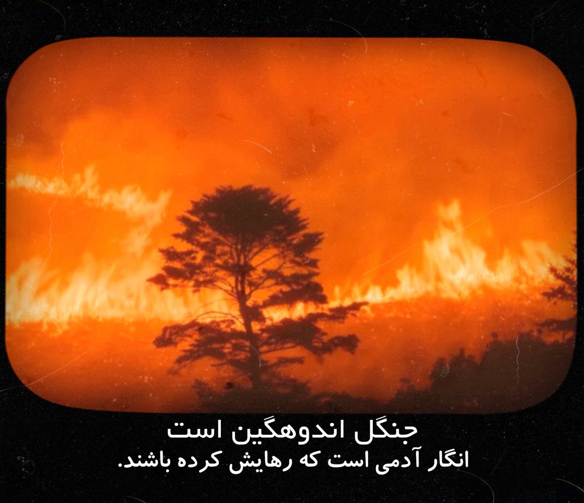 3ameffect_'s tweet image. جنگل اندوهگین است؛
انگار آدمی است که رهایش کرده باشند.
#جنگل_هیرکانی