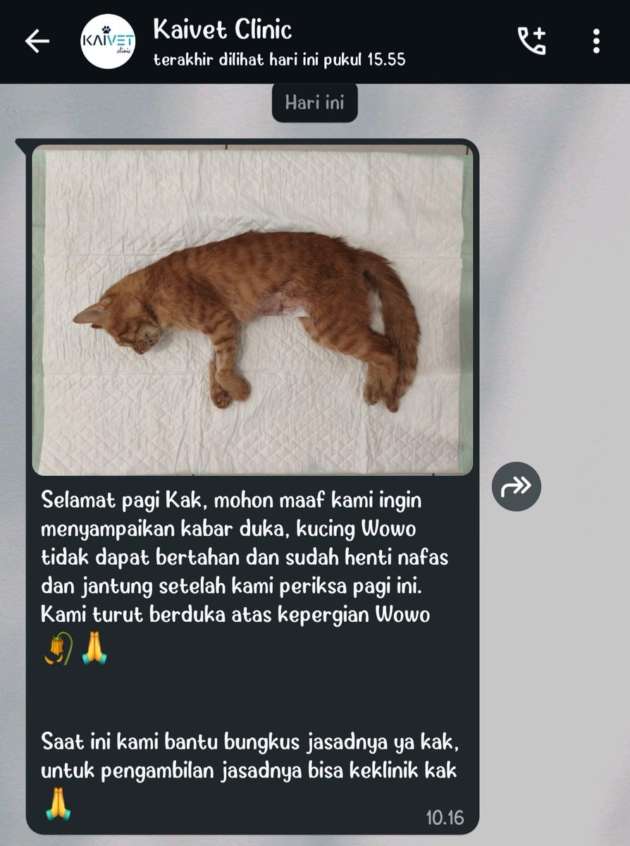Roselly tweet media