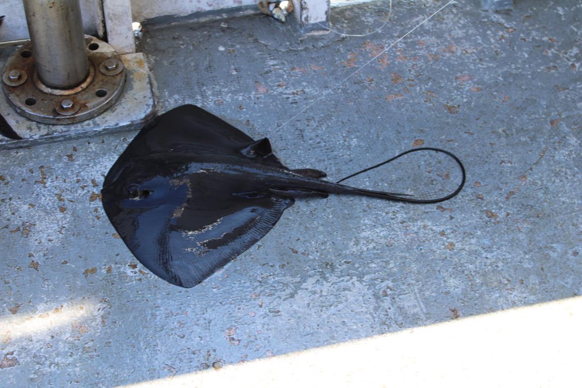 elife_project tweet media