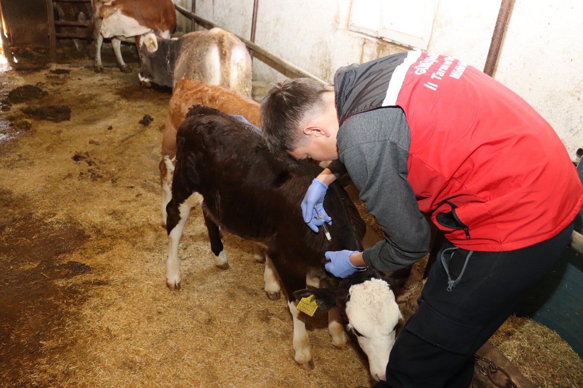 📍 GÜMÜŞHANE
🐄 Sonbahar Şap Aşılama Kampanyası kapsamında veteriner ekiplerimiz, il genelinde aşılama ve küpeleme çalışmalarını sürdürüyor.
💉Aşılama ile hayvanını koru, üretime devam et! 🌾
#TarımSahada #ŞapAşılama

<a href="/ibrahimyumakli/">İbrahim Yumaklı</a>
<a href="/TCTarim/">T.C. Tarım ve Orman Bakanlığı</a>
<a href="/A_KIRAC/">Dr. Ahmet Mesut KIRAÇ</a>