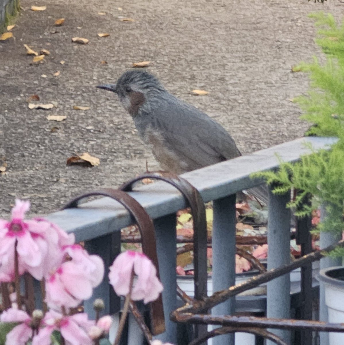 와 여기서 마지막 트윗이 6일전이라고
저번에 찍은 새 사진이라도 올림