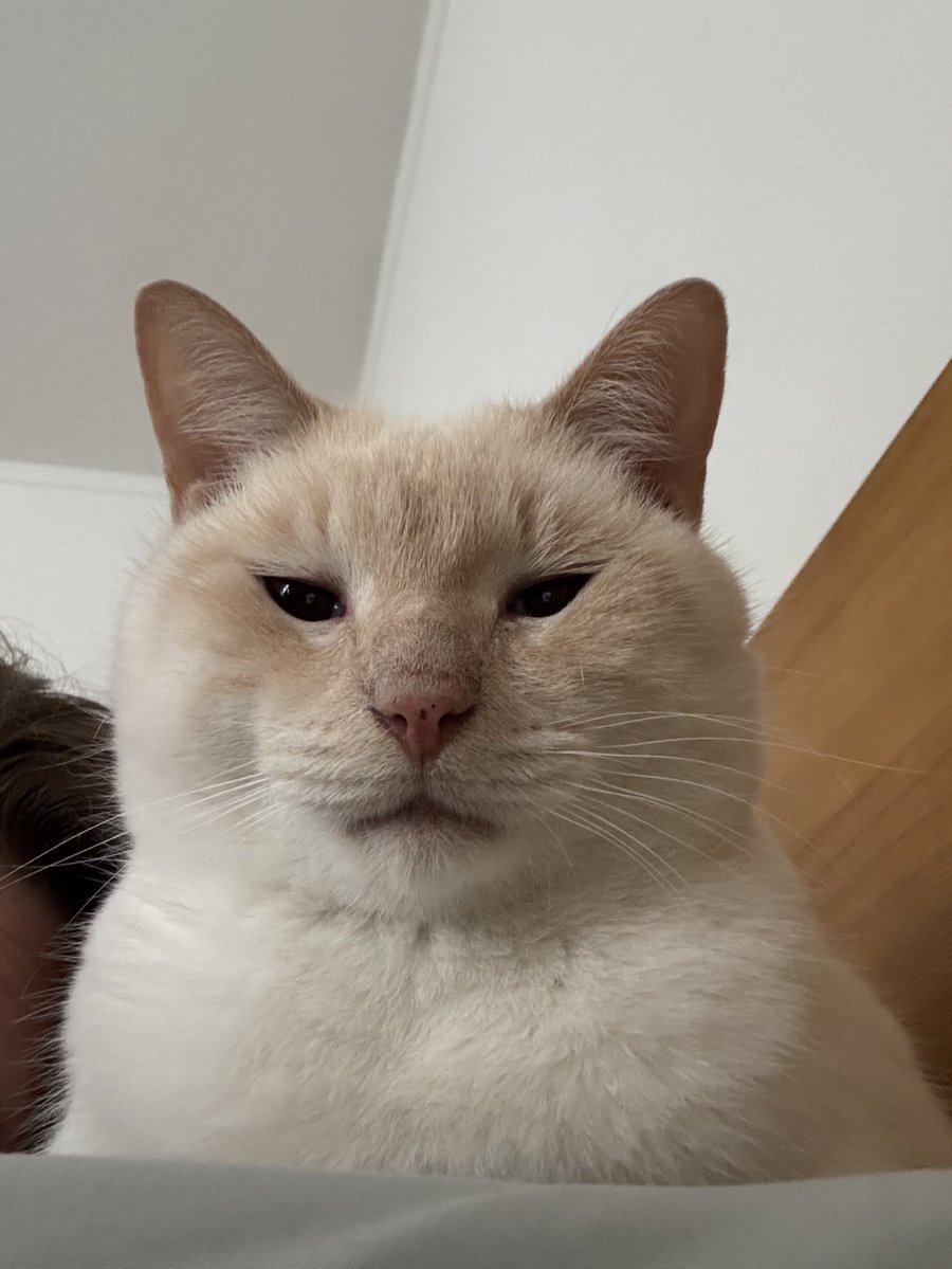 sullyandgump's tweet image. Told him he has 18 whole followers. The power has already gone to his tiny little head.