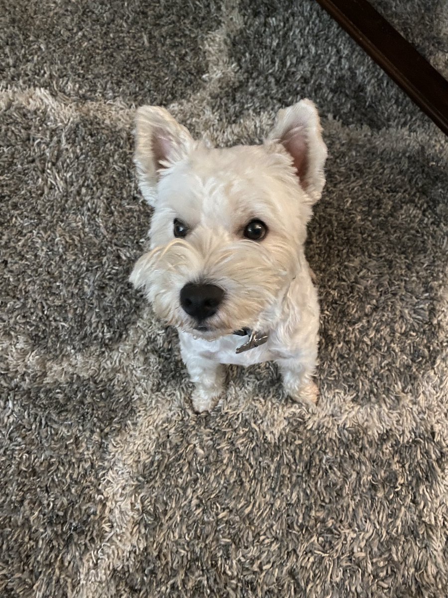 Angus the Westie and Megan tweet media