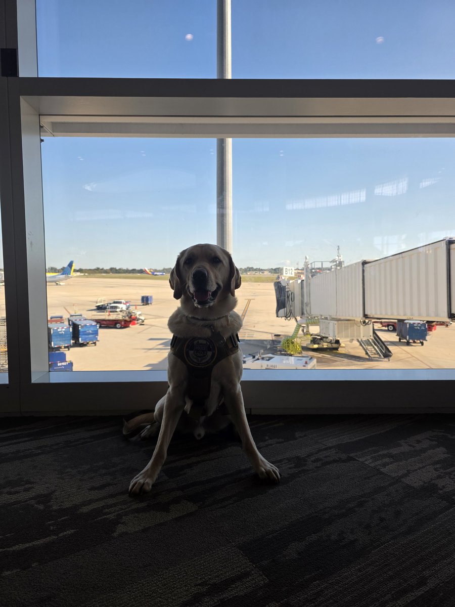 PPDK9Bailey's tweet photo. 🐾✈️ Had the best time at the C.O.P.S. Conference in NOLA! I even flew on a plane for the very first time and I was a natural 😎🐶
Huge thank you to C.O.P.S. for letting me attend and meet so many amazing people. Can’t wait for the next adventure! 💙🐾 #PhillyPPD https://t.co/SEK4cLennV