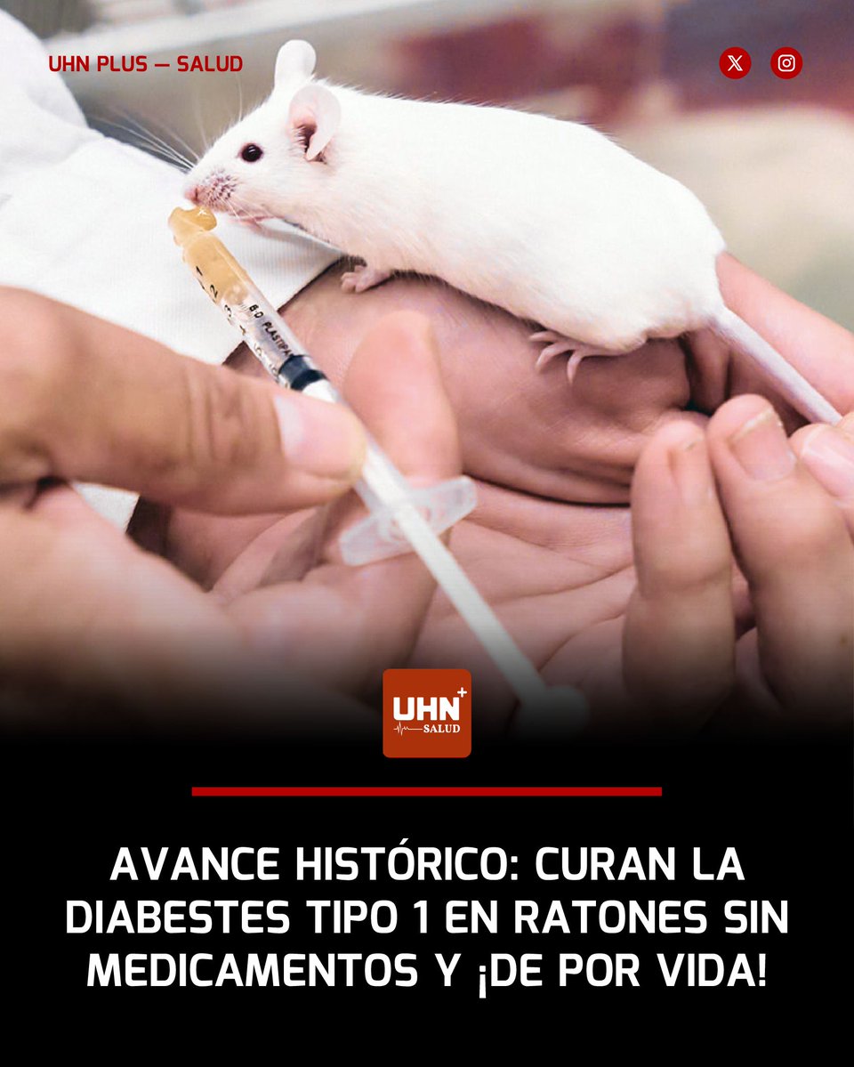UHN_Plus_Salud's tweet image. 🩺‼️ | LO ÚLTIMO — Científicos de la Universidad de Stanford, liderados por Seung K. Kim, lograron curar la diabetes tipo 1 en ratones mediante un innovador trasplante combinado de células madre sanguíneas e islotes pancreáticos de donantes inmunológicamente incompatibles, que…