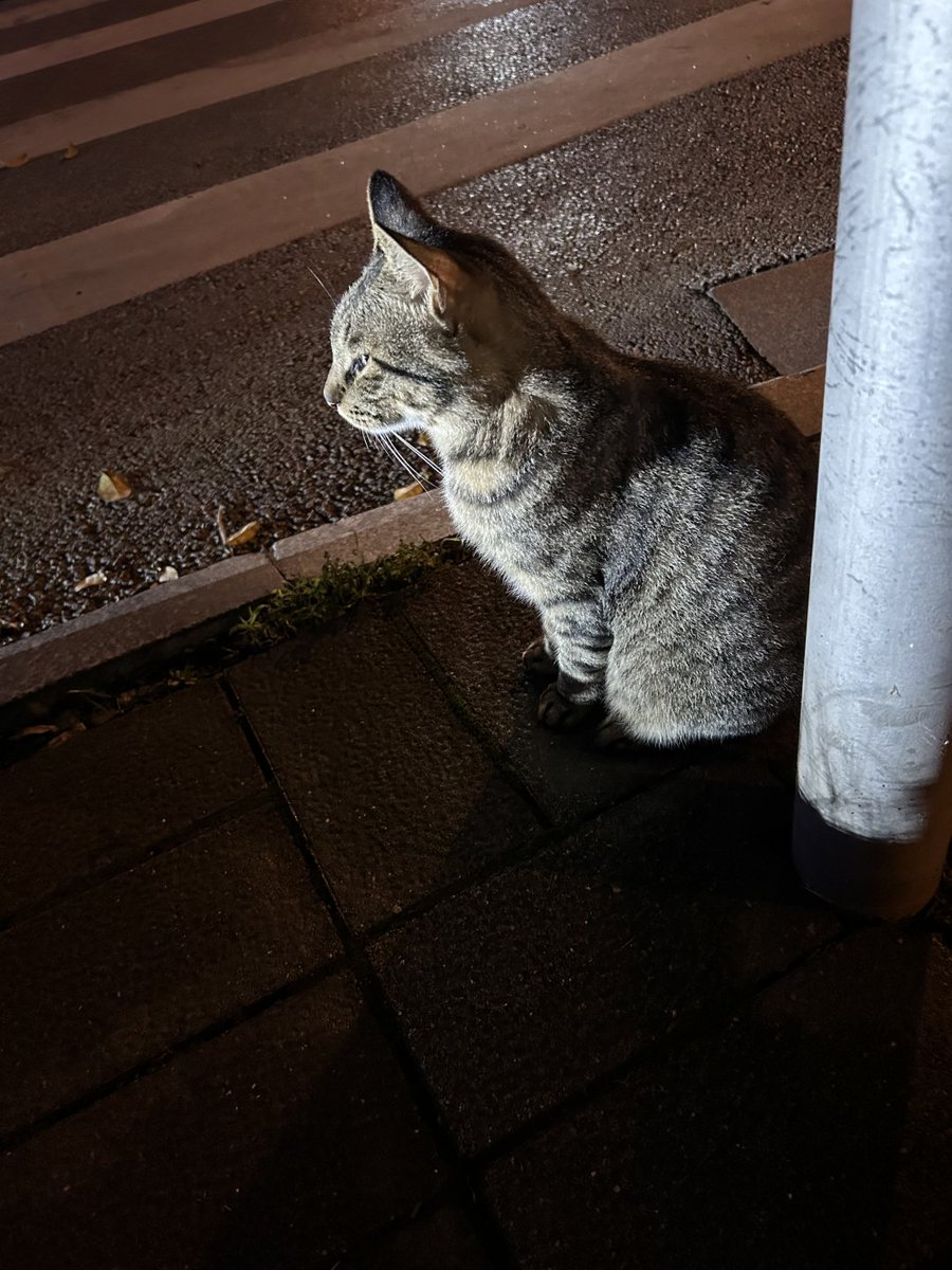 Rayvcallace's tweet image. これは誰のお家の猫ちゃん？
なんだかちょっと可哀想に見えるね…🥺