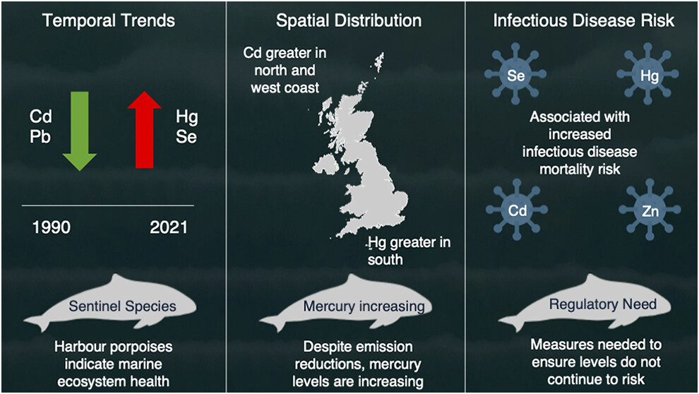 RosieSWilliams1's tweet image. 📢New paper out today!

We’ve found concentrations of mercury in UK-harbour porpoises is increasing. 📈🐬

We also found concentrations of mercury were associated with an increased risk of dying from infectious disease.☠️

pubs.acs.org/doi/10.1021/ac…
