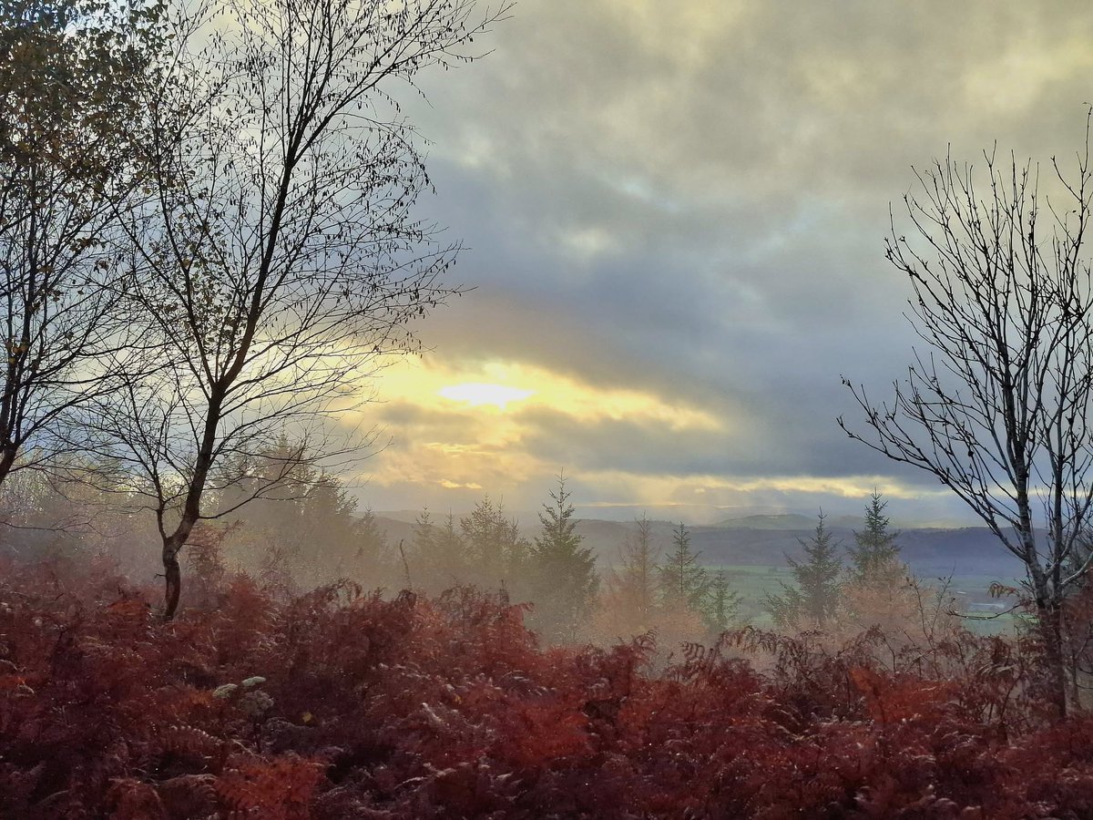 FriendsMortimer's tweet photo. Nature Newsletter - Friends of Mortimer Forest - https://t.co/v0Iu0Rt3md https://t.co/kkyV90ynNu