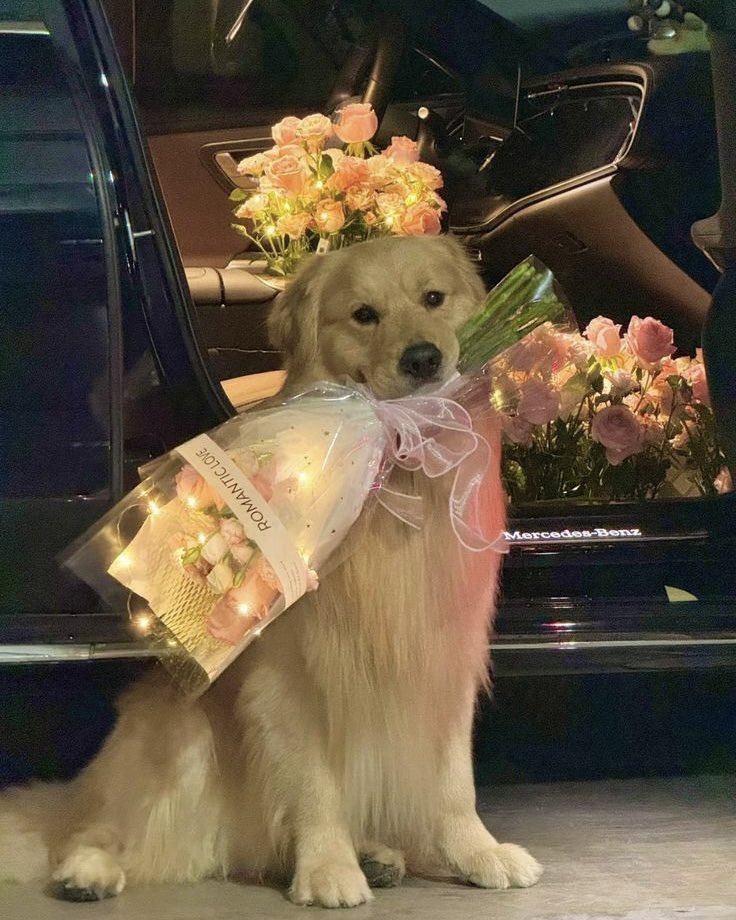 staywithharit's tweet photo. คน ๆ นี้รักเธอมากกว่าผู้ใด 𓈒 🐶 / 💐 https://t.co/XCTJBq35Qq