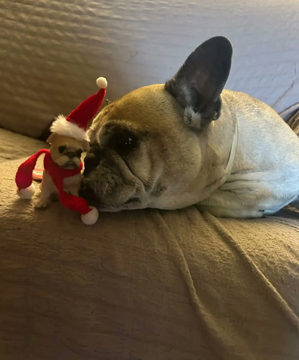 ivanulas's tweet image. Hanno entrambe la scucchia. Decedo 🎄🐾