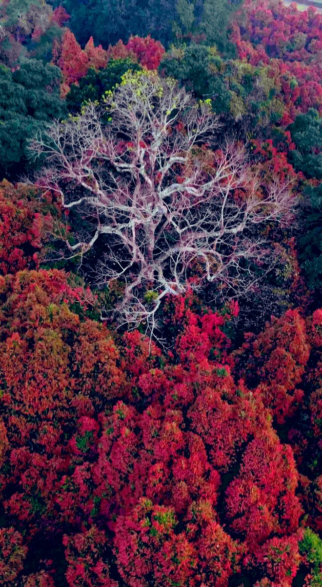 naresh_allu's tweet image. Vizag’s new marvel blooms
The stunning Uppa Trees in Paderu are painting Bangaram Garuvu with pink serenity , just 130 km from Visakhapatnam.

#Vizag #Paderu #UppaTrees