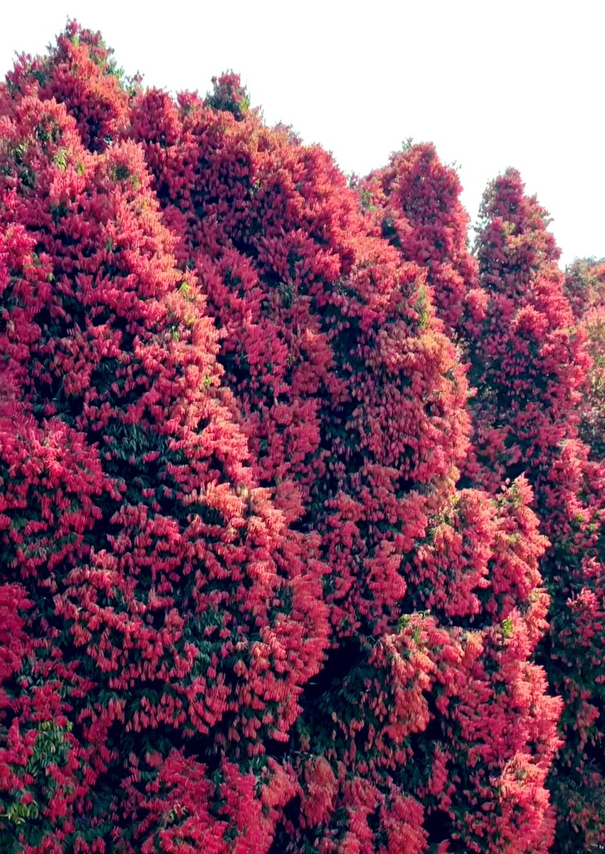 naresh_allu's tweet image. Vizag’s new marvel blooms
The stunning Uppa Trees in Paderu are painting Bangaram Garuvu with pink serenity , just 130 km from Visakhapatnam.

#Vizag #Paderu #UppaTrees