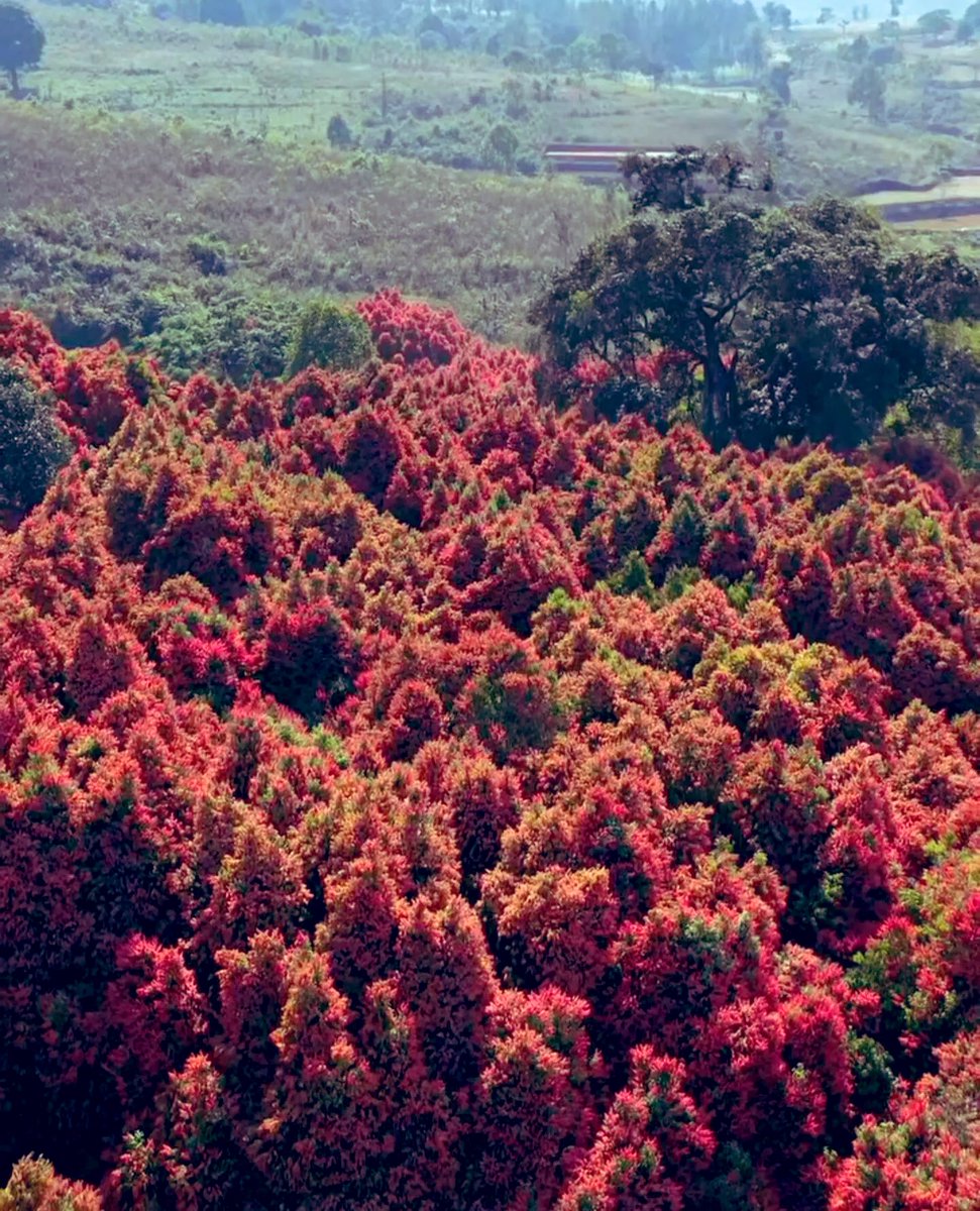 naresh_allu's tweet image. Vizag’s new marvel blooms
The stunning Uppa Trees in Paderu are painting Bangaram Garuvu with pink serenity , just 130 km from Visakhapatnam.

#Vizag #Paderu #UppaTrees