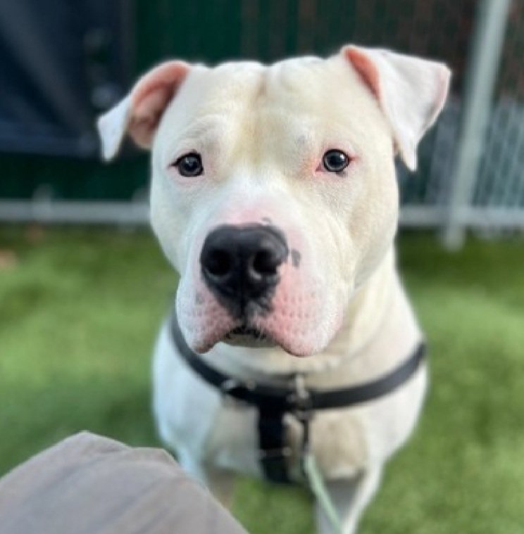 MorgFairsdogs's tweet image. Max 233149
Relisted TBK 11/22
#NYCACC #RescueOnly 
An adorable 1 yr old puppy
He is fearful, baulks &amp;amp; plants on leash
Low threshold for arousal 
Needs exp all adult home as solo pet 
Help save Max!
nycacc.app/browse/233149
#Pledge4Rescue #foster #adopt