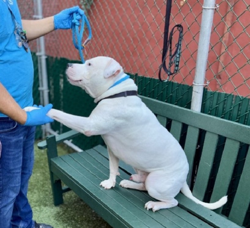 MorgFairsdogs's tweet image. Max 233149
Relisted TBK 11/22
#NYCACC #RescueOnly 
An adorable 1 yr old puppy
He is fearful, baulks &amp;amp; plants on leash
Low threshold for arousal 
Needs exp all adult home as solo pet 
Help save Max!
nycacc.app/browse/233149
#Pledge4Rescue #foster #adopt