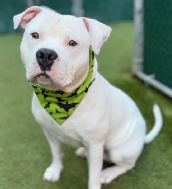 MorgFairsdogs's tweet image. Max 233149
Relisted TBK 11/22
#NYCACC #RescueOnly 
An adorable 1 yr old puppy
He is fearful, baulks &amp;amp; plants on leash
Low threshold for arousal 
Needs exp all adult home as solo pet 
Help save Max!
nycacc.app/browse/233149
#Pledge4Rescue #foster #adopt