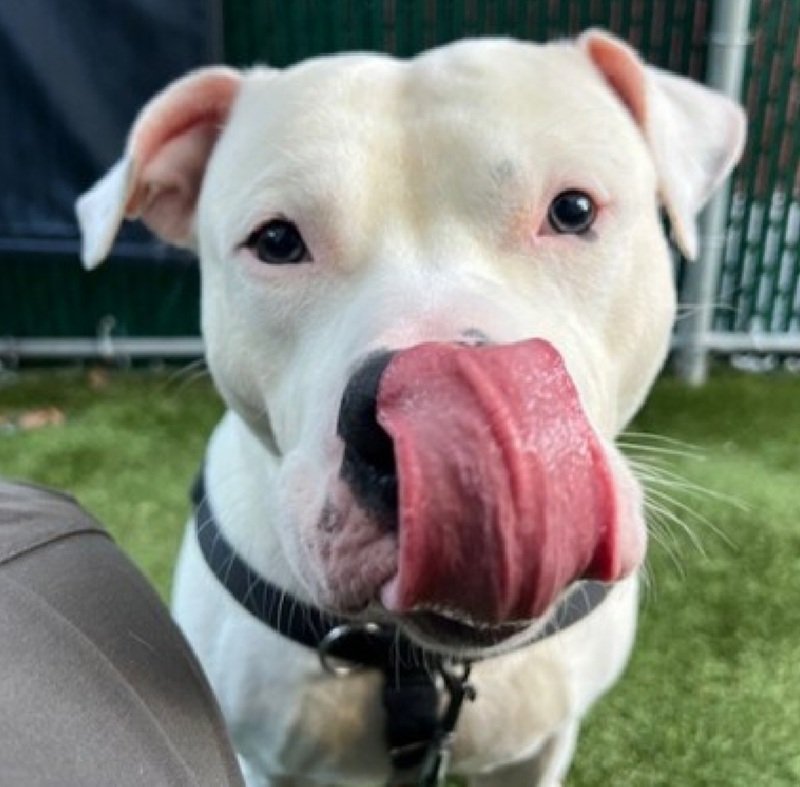 MorgFairsdogs's tweet image. Max 233149
Relisted TBK 11/22
#NYCACC #RescueOnly 
An adorable 1 yr old puppy
He is fearful, baulks &amp;amp; plants on leash
Low threshold for arousal 
Needs exp all adult home as solo pet 
Help save Max!
nycacc.app/browse/233149
#Pledge4Rescue #foster #adopt