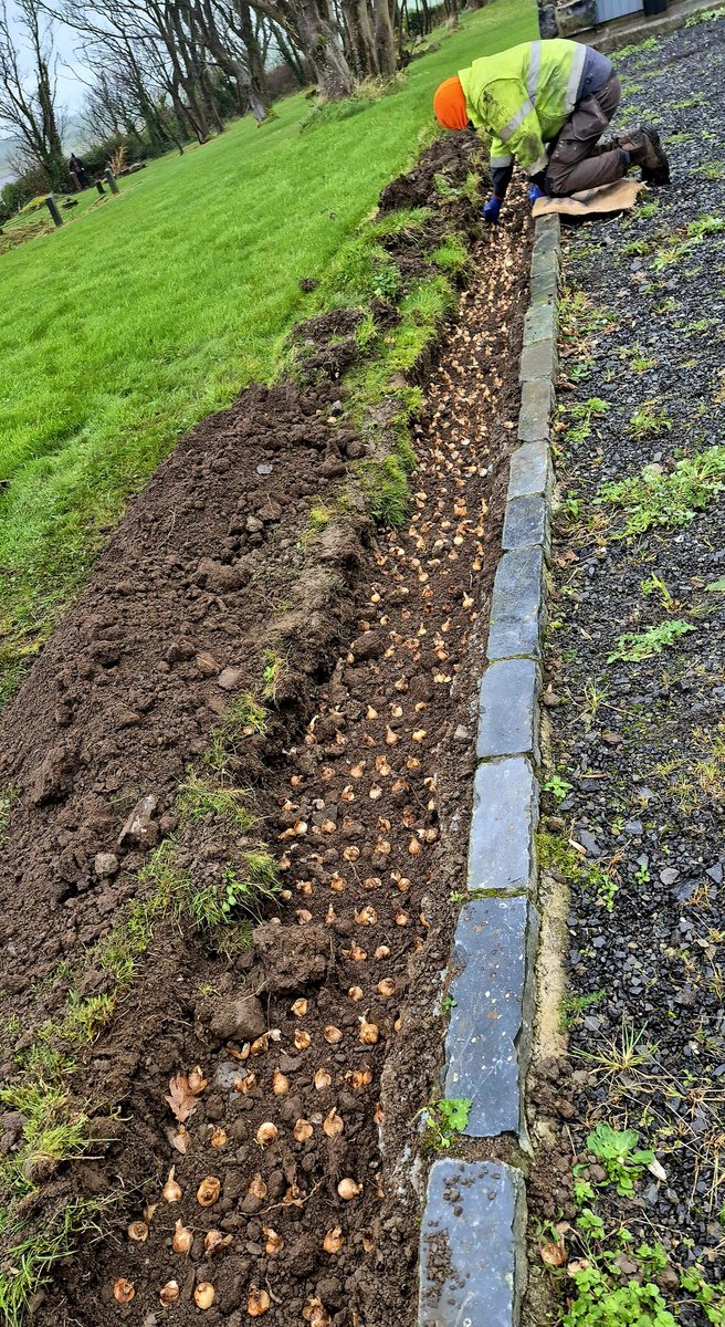 Planting Narcissus Tête-à-tête and Minnow;  and Dwarf Iris
