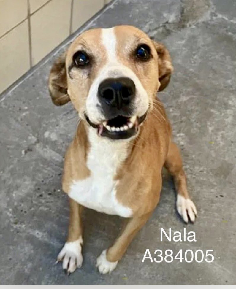 Leporidae11410's tweet image. NALA  #A384006 is holding onto the 2️⃣ Pledges she has &amp;amp; a TON of hope. 

3️⃣ years old , discovered ABANDONED, alongside 2 other Beagle mixes, half-starved &amp;amp; TREMBLING with fear.

The weather is turning ❄️ &amp;amp; there they were, DEFENSELESS!    
Filthy &amp;amp; thin but ALIVE &amp;amp; in decent…