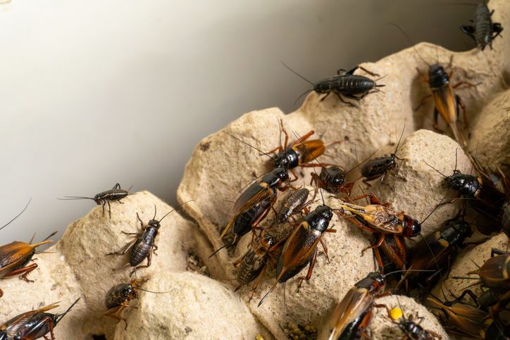 1ManAndALadybug's tweet image. Cockroach allergens are a major trigger for asthma.

Regular cleaning and sealing entry points protect your health.

Full article here: buff.ly/fAtFnbR 

#PestControlTips #HealthyHome