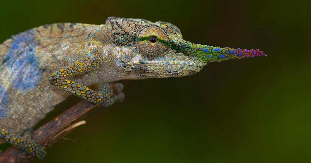 La drôle de bouille de Calumma gallus, un petit caméléon (10 cm au plus) de #Madagascar, connu pour son excroissance nasale plus ou moins longue.

Source et crédits :
madamagazine.com/en/pinocchio-i…

#reptiles #animals #naturelovers #animaux #wildlife #nature #zoologie #zoology