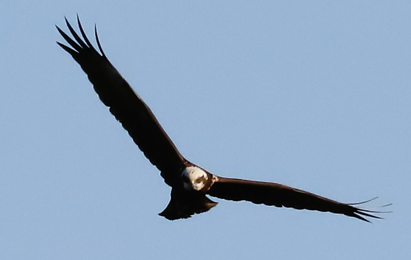 Marsh Harrier over Summer Leys this afternoon. #northantsbirds <a href="/bonxie/">Mike Alibone</a> <a href="/NatureUK/">NatureUK</a> <a href="/Britnatureguide/">The British Nature Guide</a> <a href="/Natures_Voice/">RSPB</a> <a href="/wildlifebcn/">The Wildlife Trust for Beds, Cambs & Northants</a> #TwitterNatureCommunity
