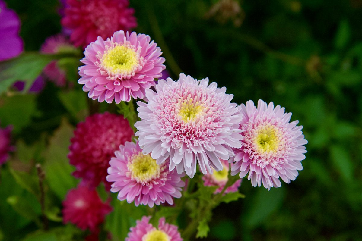 itsme_krrishm's tweet image. It’s #FlowersOnFriday! Share yours!

#KrrishClick