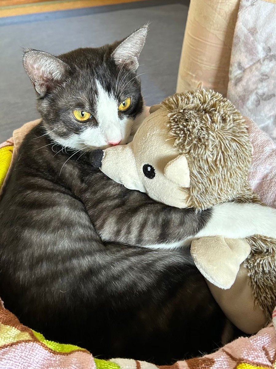 moco_newgame's tweet image. #わたしのパワースポット
ねこちゃん