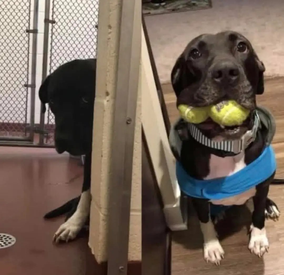 fopminui's tweet image. I just brought home my first dog!
I left my marriage three weeks ago with only two suitcases and nowhere to go. I am 41 years old and starting over in a small studio apartment that smells like cigarettes. My sister keeps texting to ask if I am okay. I keep lying and saying &quot;yes,&quot;…