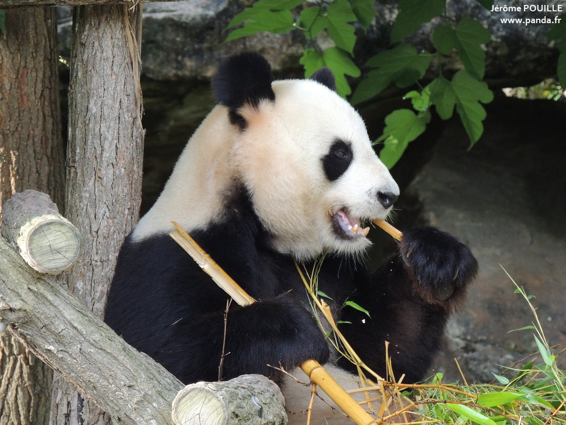 pandas_fr's tweet image. 🐼🐼 🇫🇷🔜🇨🇳 #HuanHuan et #YuanZi vont quitter @zoobeauval mardi 25 novembre tôt le matin. Un goûter d’au revoir est organisé ce dimanche à 15 heures.

Toutes les infos à ce sujet ⤵️
panda.fr/depart-prochai…

#DépartPandasBeauval #Beauval
📸 3 août 2024 : Huan Huan #1 &amp;amp; Yuan Zi #2