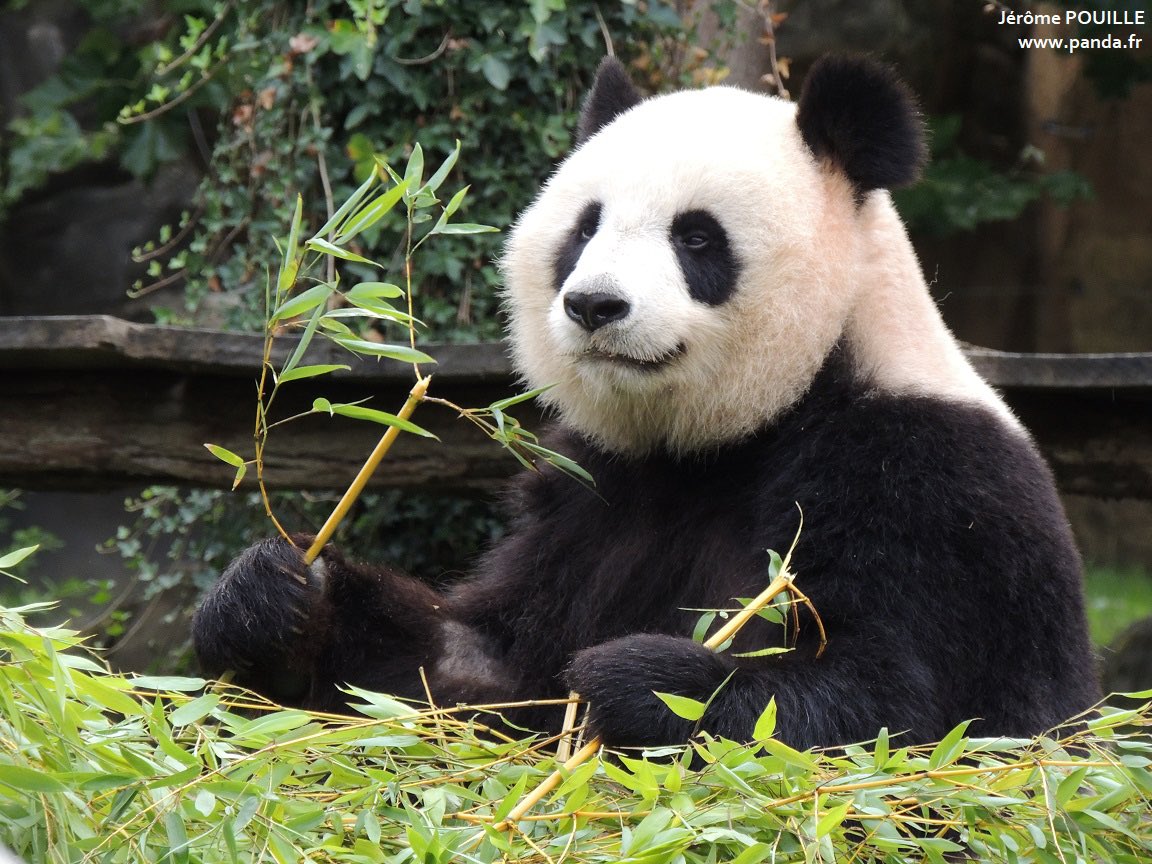 pandas_fr's tweet image. 🐼🐼 🇫🇷🔜🇨🇳 #HuanHuan et #YuanZi vont quitter @zoobeauval mardi 25 novembre tôt le matin. Un goûter d’au revoir est organisé ce dimanche à 15 heures.

Toutes les infos à ce sujet ⤵️
panda.fr/depart-prochai…

#DépartPandasBeauval #Beauval
📸 3 août 2024 : Huan Huan #1 &amp;amp; Yuan Zi #2