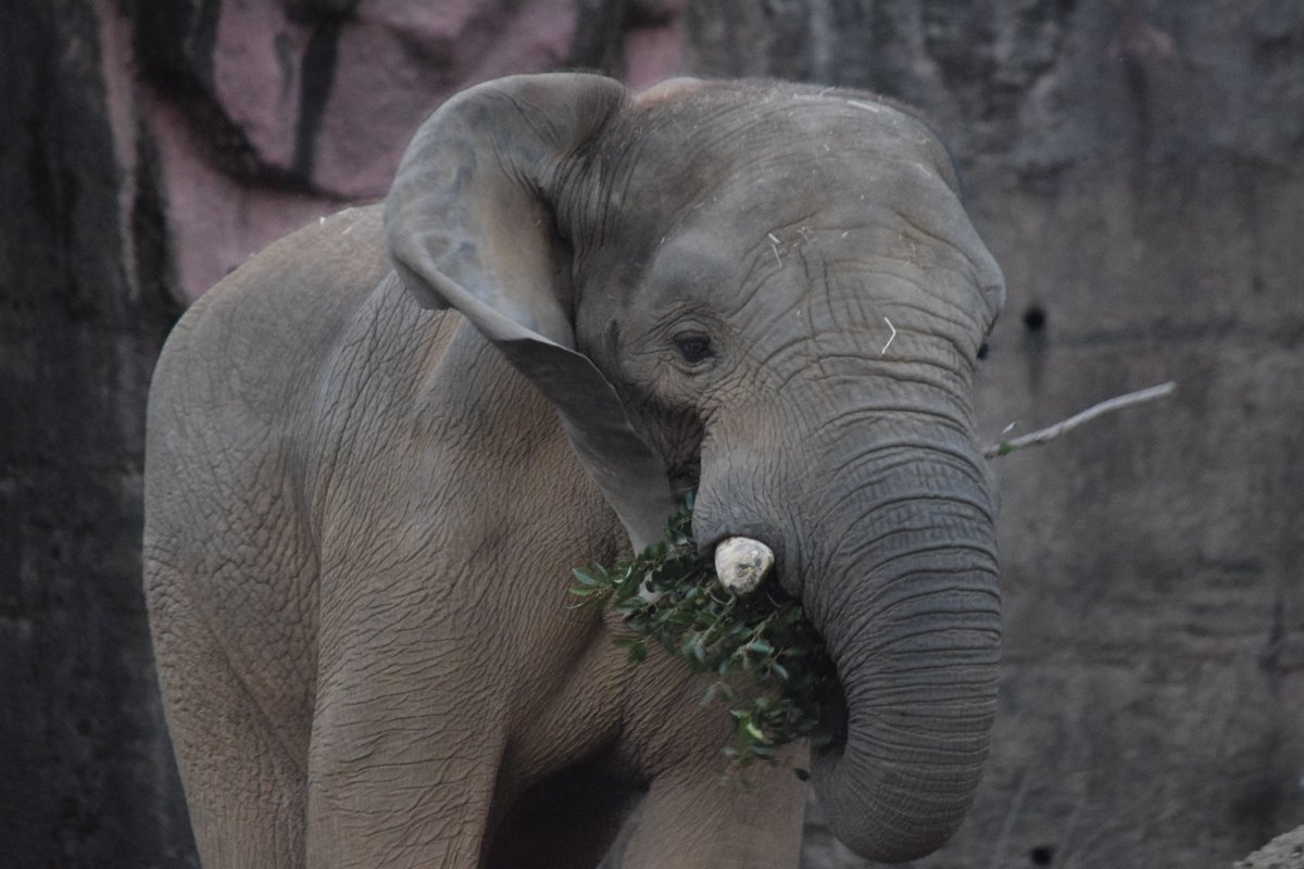 KameNrw's tweet image. 日本で暮らすオスのサバンナゾウは、多摩の砥夢と安佐のタカだけになってしまいました。