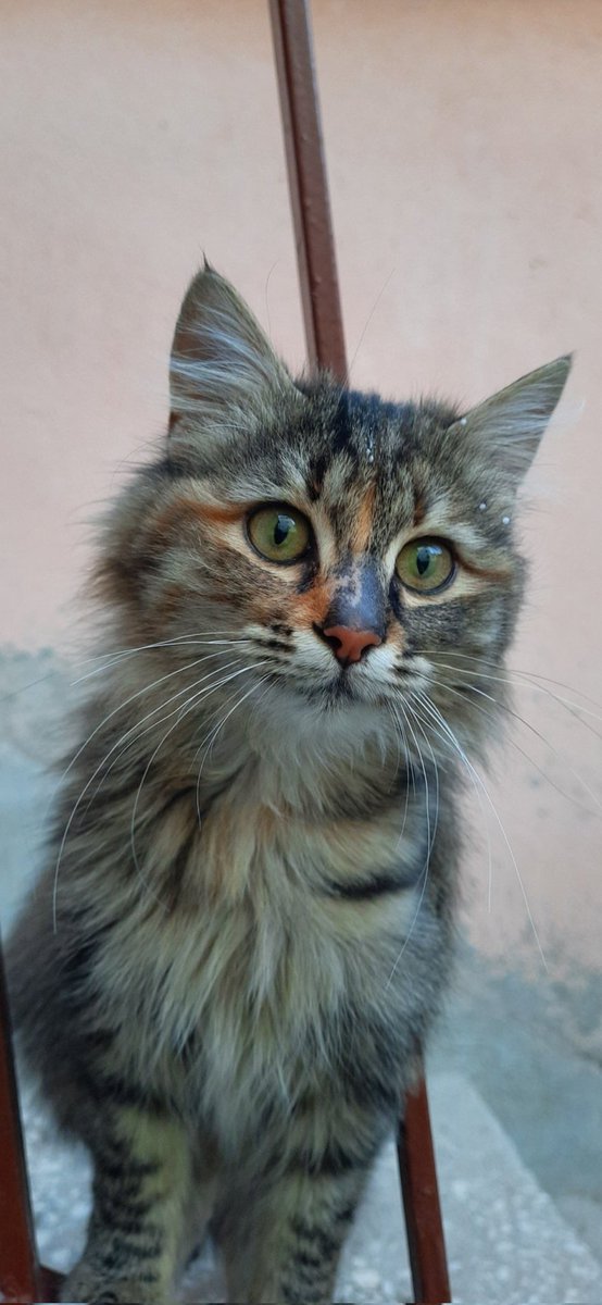 Bu güzelim çocuğa nasıl yuva çıkmıyor aylardır aklım ve kalbim almıyor 😭 
Yoğurt güzelim,zümrüt gözlüm.. Resmen sürekli gülümsüyor bu çocuk.. Böyle güzel bakan bir aşk kuşu, gerçek bir aşk yumağı hayatınıza girmesin mi artık lütfen ya kış geldi 😭 
YUVA ARANIYOR ‼️
📍Eskişehir