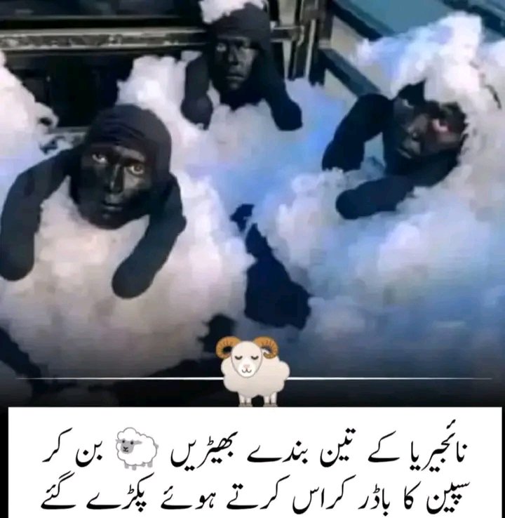 ڈنکی پرومیکس