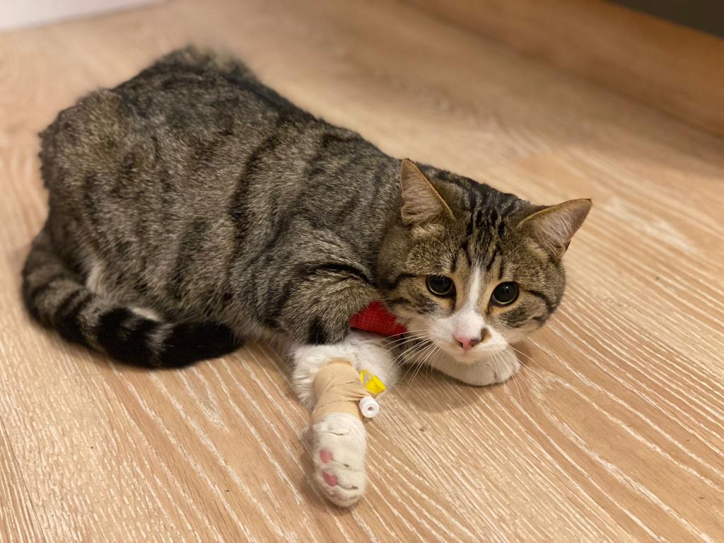 Ankara bu gorme engelli minnos yuva ariyor!Gecen haftalarda kaza gecirmis ve gorme yetisini kaybetmis.1 yaslarinda,erkek. Artik sokakta yapamaz.Kumunu,mamasini kendisi bulabiliyor.Goren kediden farkı yok.Cok uslu ve uysal.Lutfen ona bir sans verin.