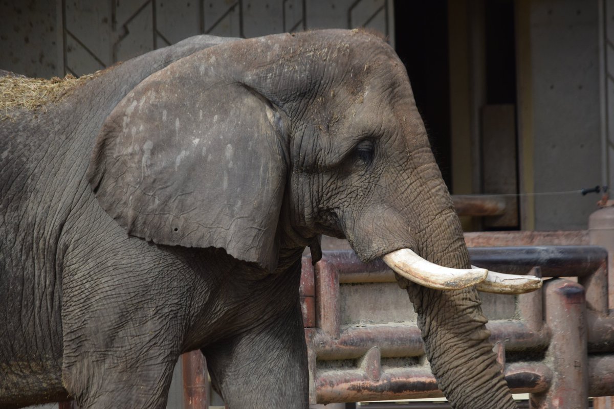 KameNrw's tweet image. 日本で暮らすオスのサバンナゾウは、多摩の砥夢と安佐のタカだけになってしまいました。