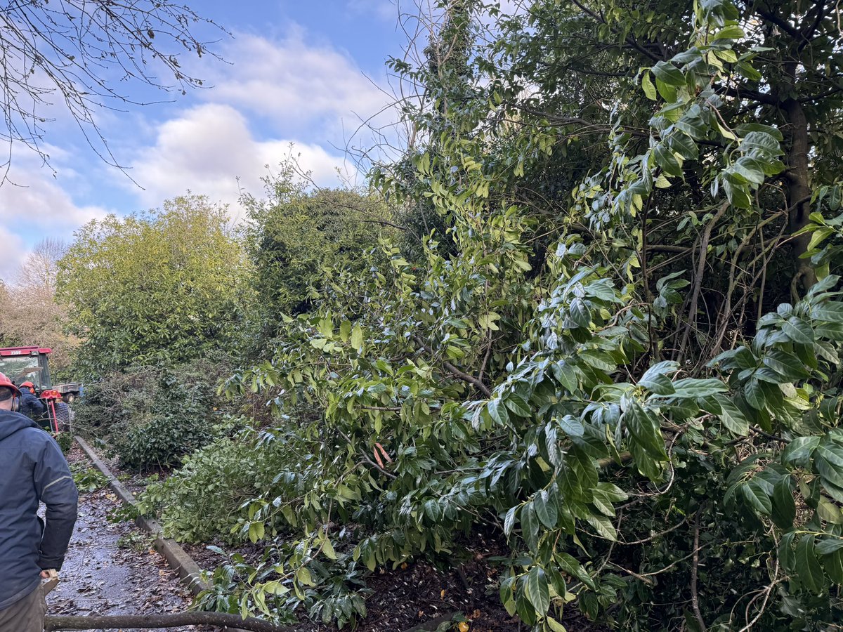 c86low's tweet image. Busy few weeks on the saws! Conifers removed and logs collected up during the frost today! Car park extension prep underway! #weekend #chainsaw #golfcourse #golf #winter