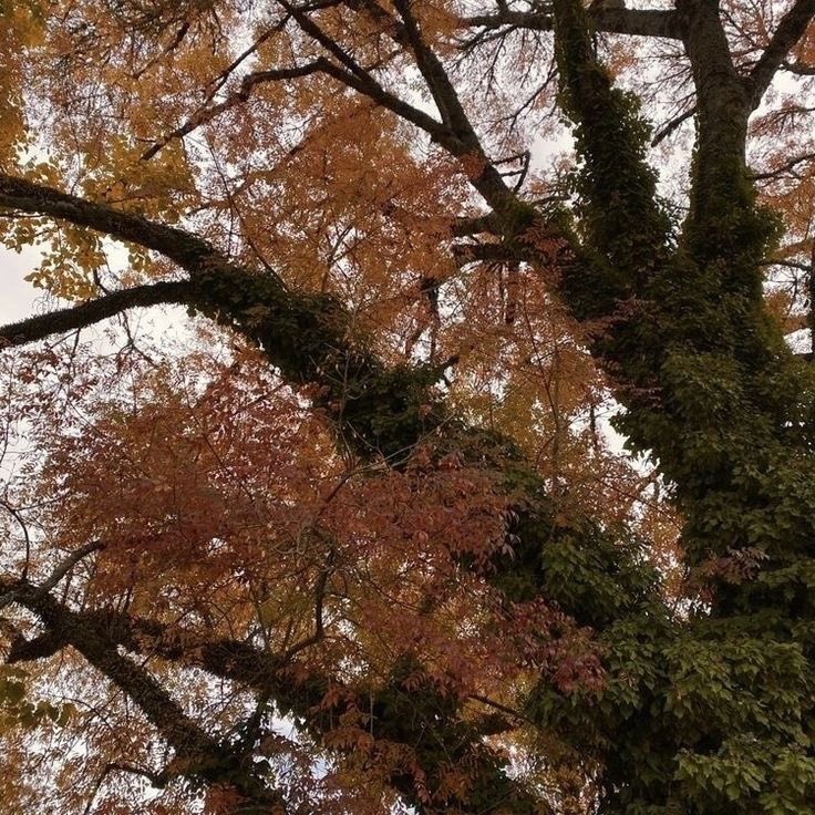 itdiorgurl's tweet image. soft seasons