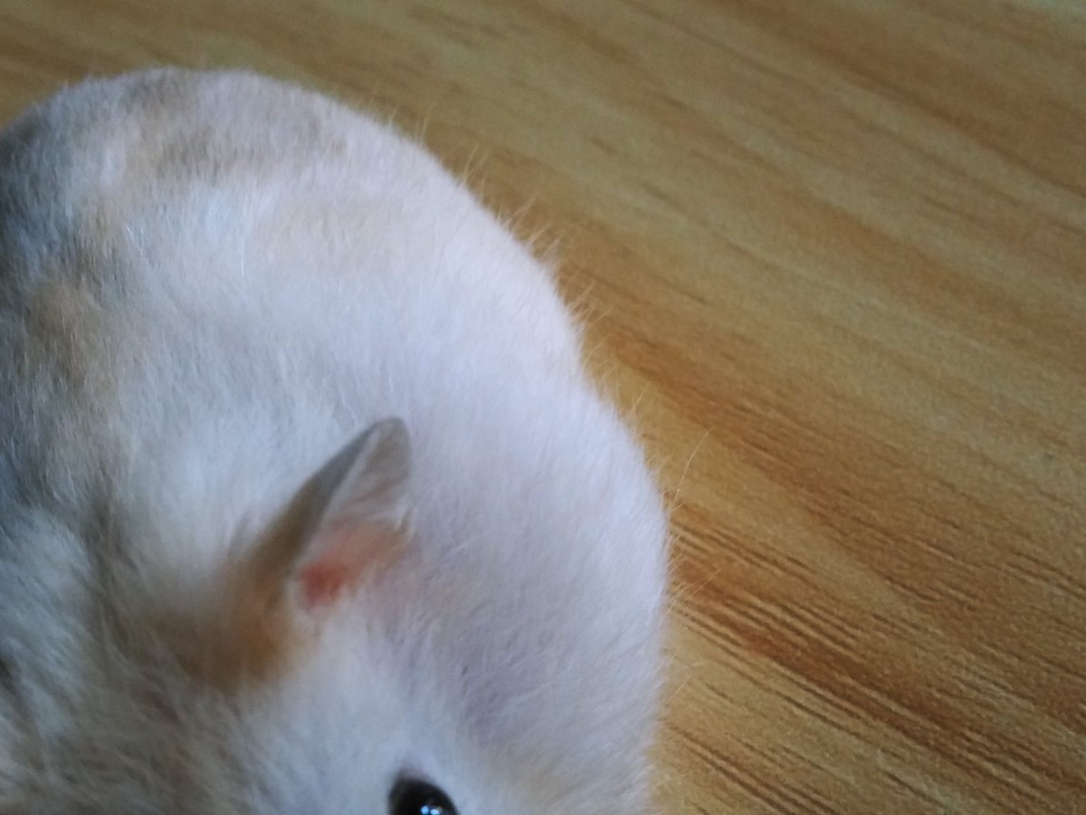 じゃんがりあんはむSTAR【ブリーダー】 (@shiromaru98) / Posts / X